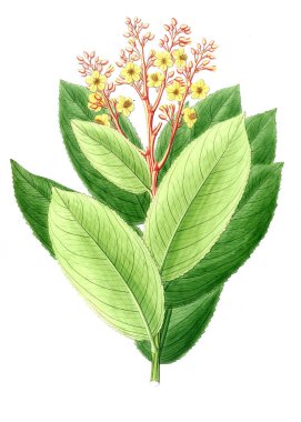 Bitki çizimi. Eski resim