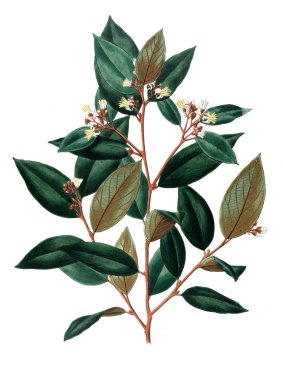 Bitki çizimi. Eski resim