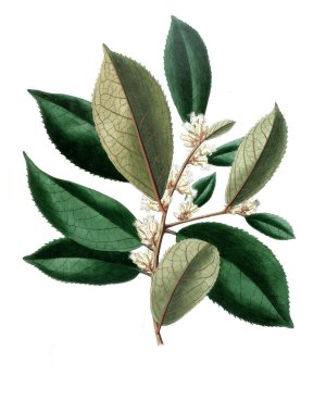 Bitki çizimi. Eski resim