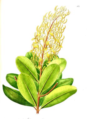 Bitki çizimi. Eski resim