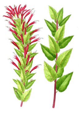 Bitki çizimi. Eski resim