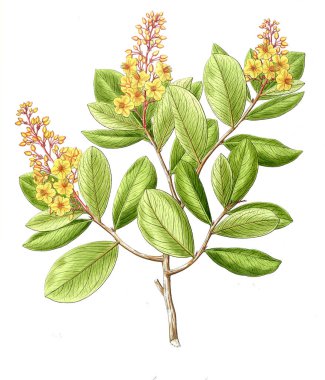 Bitki çizimi. Eski resim