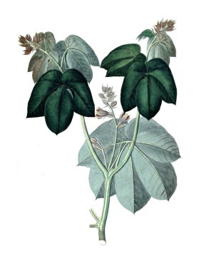 Bitki çizimi. Eski resim