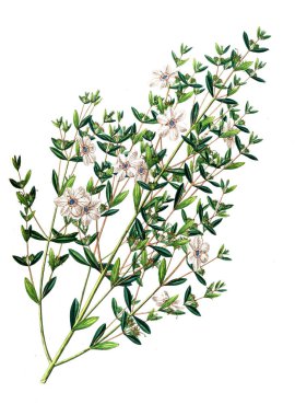 Bitki çizimi. Eski resim