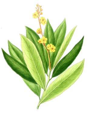 Bitki çizimi. Eski resim