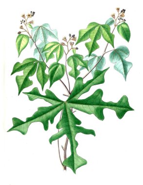 Bitki çizimi. Eski resim