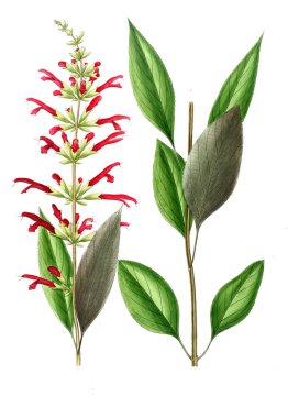 Bitki çizimi. Eski resim