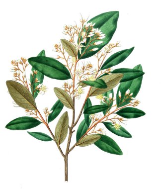 Bitki çizimi. Eski resim