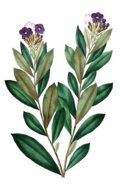 Bitki çizimi. Eski resim