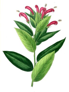 Bitki çizimi. Eski resim