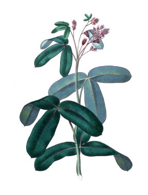 Bitki çizimi. Eski resim