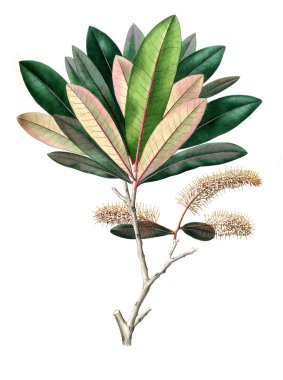 Bitki çizimi. Eski resim