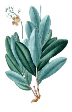 Bitki çizimi. Eski resim