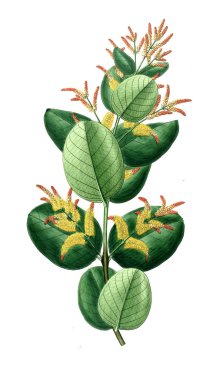 Bitki çizimi. Eski resim