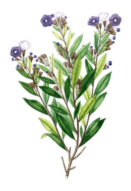 Bitki çizimi. Eski resim