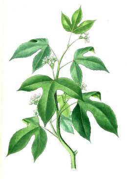 Bitki çizimi. Eski resim