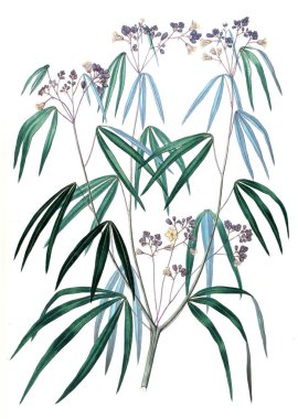 Bitki çizimi. Eski resim