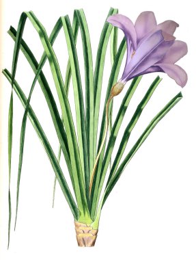 Bitki çizimi. Eski resim