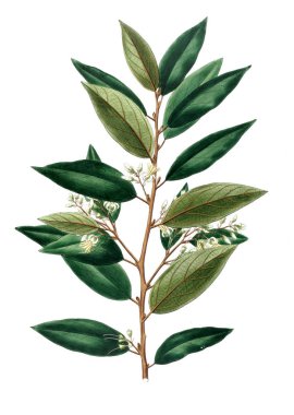 Bitki çizimi. Eski resim