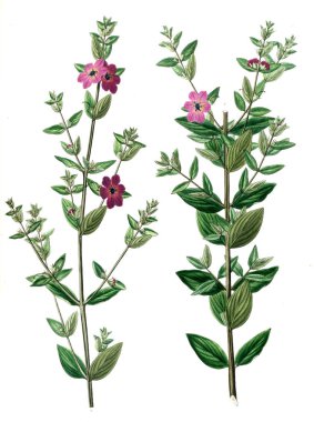 Bitki çizimi. Eski resim