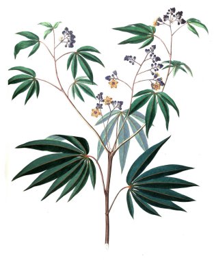 Bitki çizimi. Eski resim