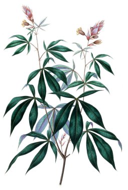 Bitki çizimi. Eski resim