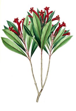 Bitki çizimi. Eski resim