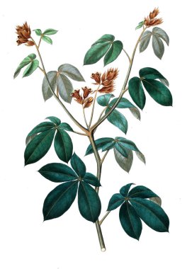 Bitki çizimi. Eski resim