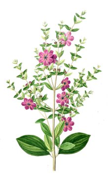 Bitki çizimi. Eski resim