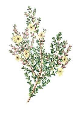 Bitki çizimi. Eski resim