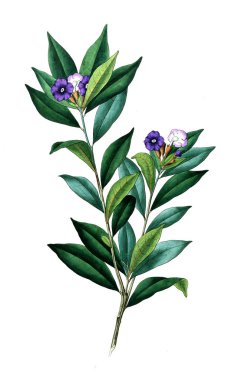 Bitki çizimi. Eski resim