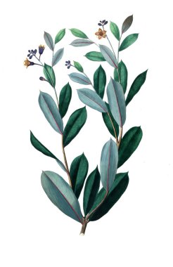 Bitki çizimi. Eski resim