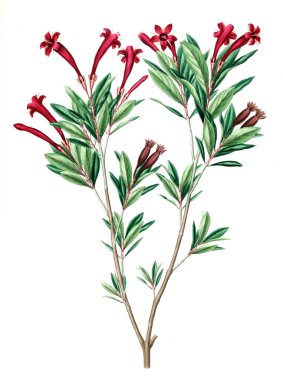 Bitki çizimi. Eski resim