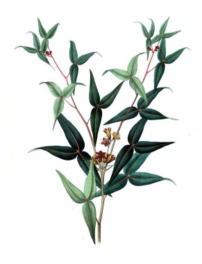 Bitki çizimi. Eski resim