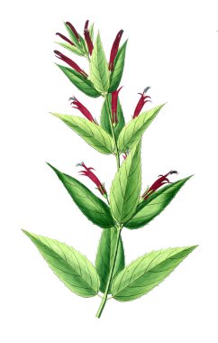 Bitki çizimi. Eski resim