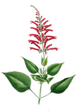 Bitki çizimi. Eski resim