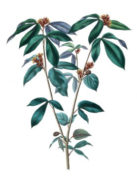 Bitki çizimi. Eski resim