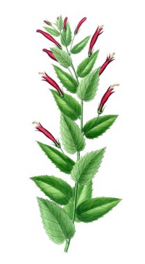 Bitki çizimi. Eski resim