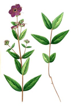 Bitki çizimi. Eski resim