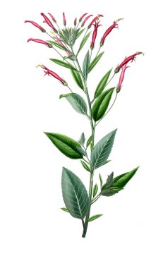 Bitki çizimi. Eski resim