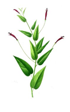 Bitki çizimi. Eski resim