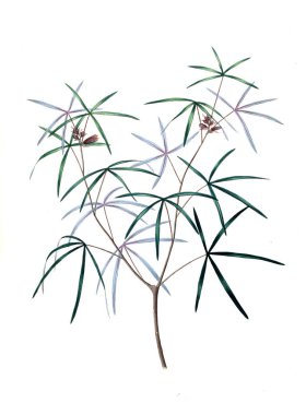 Bitki çizimi. Eski resim