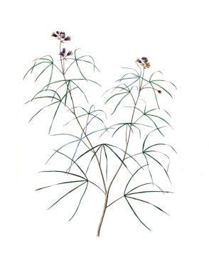 Bitki çizimi. Eski resim