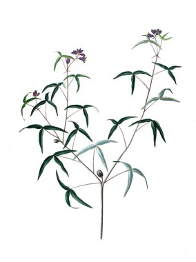 Bitki çizimi. Eski resim