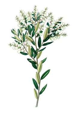 Bitki çizimi. Eski resim