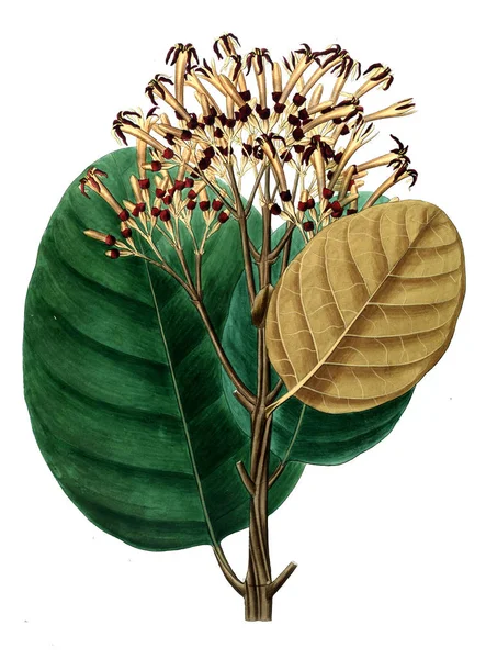 Illustration Plant Old Picture — Stock Photo, Image