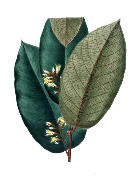 Bitki çizimi. Eski resim