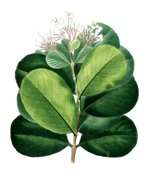 Bitki çizimi. Eski resim