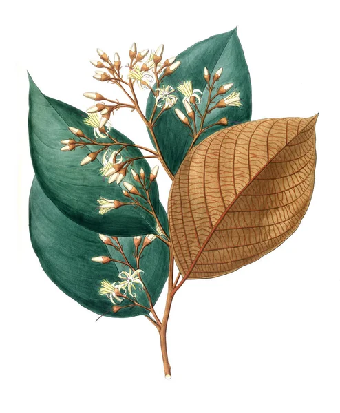 Bitki çizimi. Eski resim