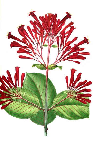 Bitki çizimi. Eski resim